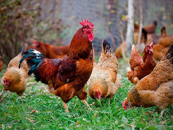 Породы куриц | ЗооТом - продажа, вязка и услуги для животных в Харабали
