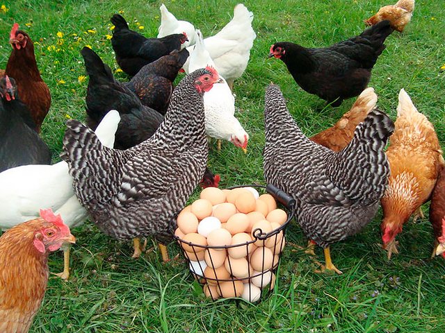 Содержание кур и уход за ними | ЗооТом - продажа, вязка и услуги для животных в Харабали