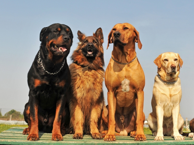 Крупные породы собак в Харабали | ЗооТом портал о животных